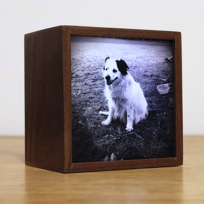 Picture of a custom light box of a dog sitting