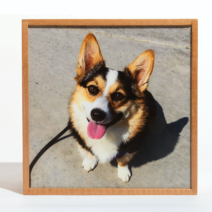 Image of a custom light box of a dog sitting with its tongue out